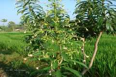 Clerodendrum indicum